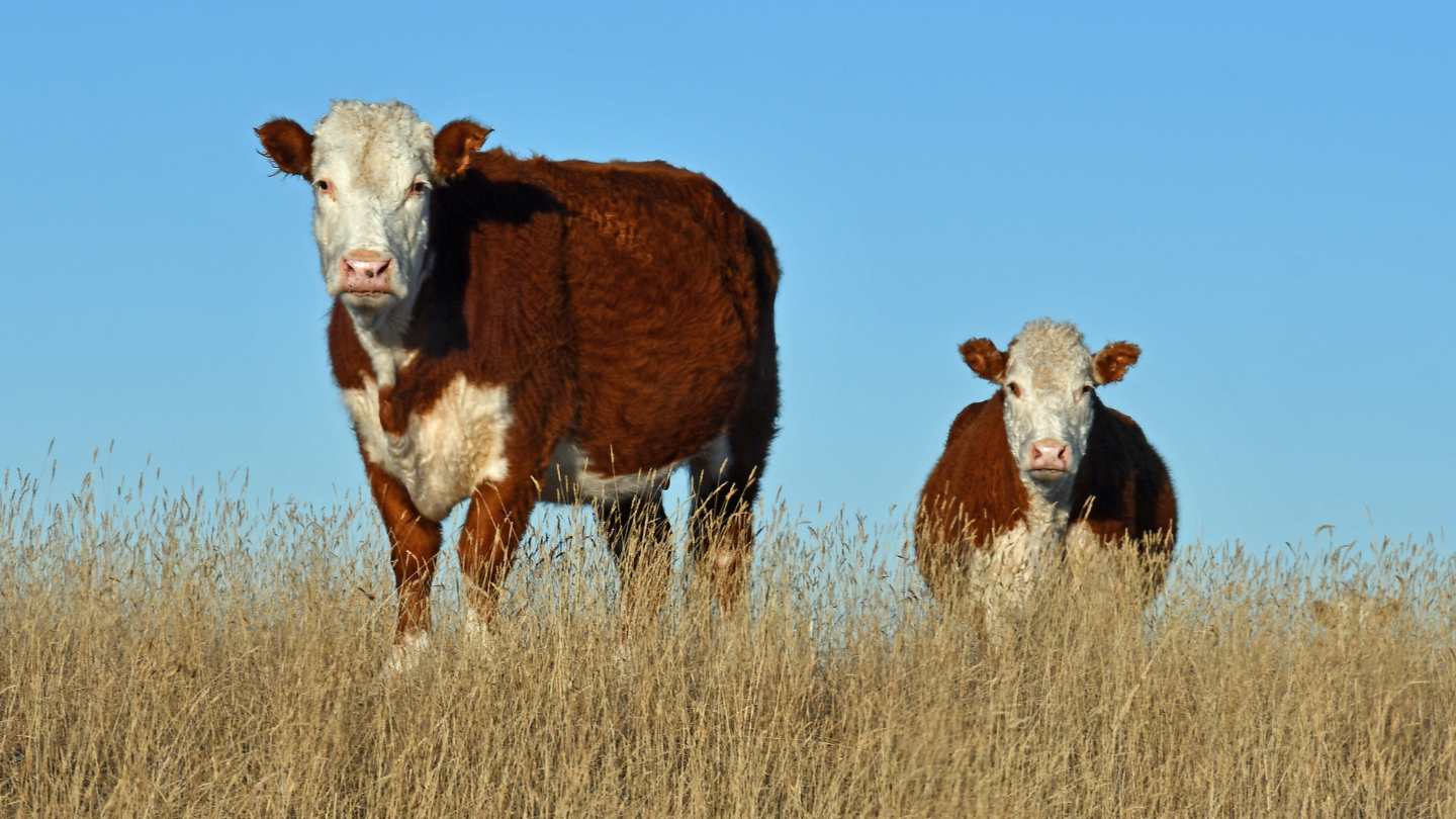 Reine Tiere: Wiederkäuen und gespaltene Hufe haben